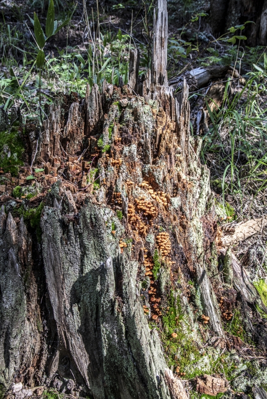 Angel Fire New Mexico August 2018